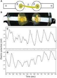 Attēlu rezultāti vaicājumam “Physarum obscurum plasmodium”