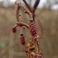 Attēlu rezultāti vaicājumam “Alnus glutinosa flower”