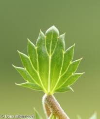 Image result for Euphrasia stricta