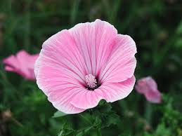 Image result for Lavatera trimestris