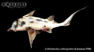 Image result for Callorhinchus capensis