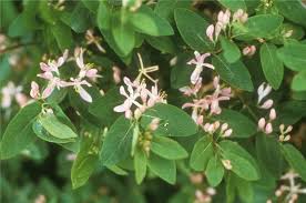 Attēlu rezultāti vaicājumam “Lonicera tatarica flower”