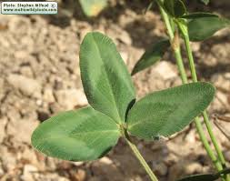 Attēlu rezultāti vaicājumam “Trifolium medium leaf”