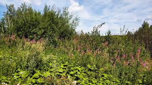 Attēlu rezultāti vaicājumam “Galega orientalis bud”