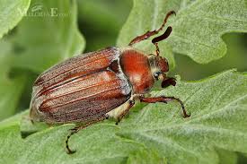 Attēlu rezultāti vaicājumam “Melolontha hippocastani”