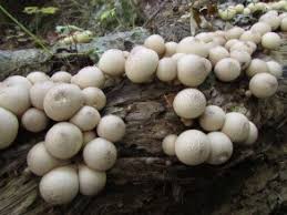 Attēlu rezultāti vaicājumam “Lycoperdon pyriforme sessile”