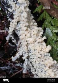 Attēlu rezultāti vaicājumam “Didymium spongiosum”