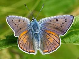 Attēlu rezultāti vaicājumam “Lycaena alciphron”