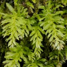 Attēlu rezultāti vaicājumam “Plagiomnium undulatum”