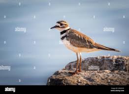 Image result for Charadrius vociferus