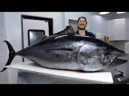 Image result for giant tuna