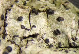 Attēlu rezultāti vaicājumam “Acrocordia gemmata”