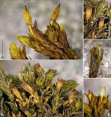 Attēlu rezultāti vaicājumam “Orthotrichum cupulatum var. riparium sporophyte”