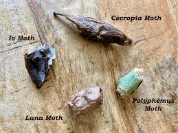 Attēlu rezultāti vaicājumam “Phylloneta cocoon”