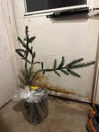 Attēlu rezultāti vaicājumam “Picea abies fo. virgata”