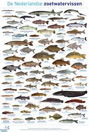 Image result for vissen