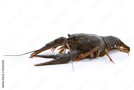 Attēlu rezultāti vaicājumam “Astacus leptodactylus”