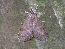 Attēlu rezultāti vaicājumam “Udea prunalis”