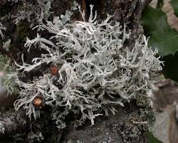 Attēlu rezultāti vaicājumam “Evernia prunastri”