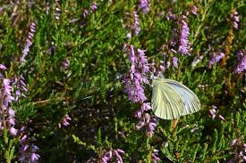 Attēlu rezultāti vaicājumam “Pieris brassicae underside”