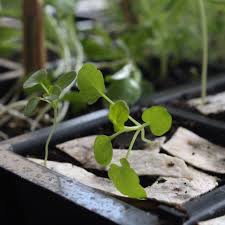 Image result for Brunnenkresse