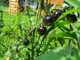 Afbeeldingsresultaat voor black cherry tomato