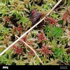 Attēlu rezultāti vaicājumam “Sphagnum russowii”