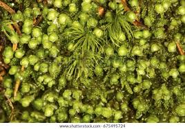 Attēlu rezultāti vaicājumam “Scapania”