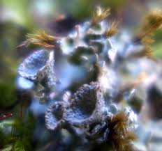 Attēlu rezultāti vaicājumam “Leskea polycarpa macro”