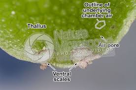 Attēlu rezultāti vaicājumam “Conocephalum conicum”