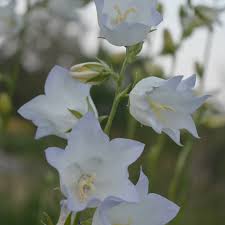Attēlu rezultāti vaicājumam “Campanula persicifolia leaf”