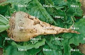 Image result for Beta vulgaris