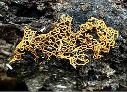 Attēlu rezultāti vaicājumam “Hemitrichia serpula spores”