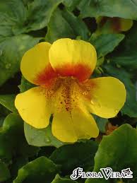 Image result for Mimulus x hybrida