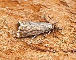 Attēlu rezultāti vaicājumam “Chrysoteuchia culmella”