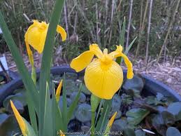 Attēlu rezultāti vaicājumam “Iris pseudacorus flower”