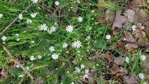 Attēlu rezultāti vaicājumam “Stellaria palustris”