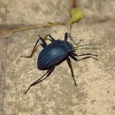 Attēlu rezultāti vaicājumam “Tenebrionidae”