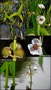 Attēlu rezultāti vaicājumam “Sagittaria sagittifolia leaf”