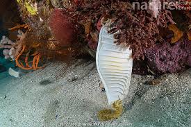 Image result for Cephaloscyllium laticeps