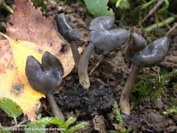 Attēlu rezultāti vaicājumam “Helvella atra”