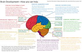 Image result for map of the brain