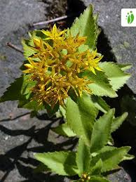 Attēlu rezultāti vaicājumam “Sedum aizoon”