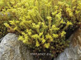 Image result for Mauerpfeffer