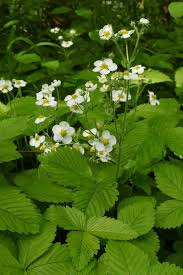 Attēlu rezultāti vaicājumam “Fragaria moschata flower”