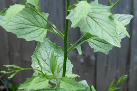 Attēlu rezultāti vaicājumam “Lapsana communis leaf”