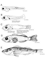 Image result for Sebastes