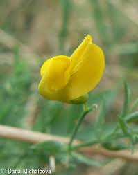 Attēlu rezultāti vaicājumam “Lathyrus pratensis fruit”