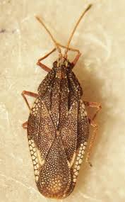 Attēlu rezultāti vaicājumam “Physatocheila smreczynskii”