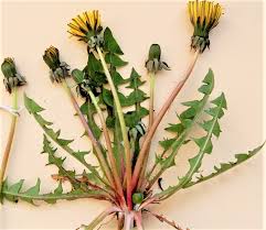 Attēlu rezultāti vaicājumam “Taraxacum suecicum leaf”